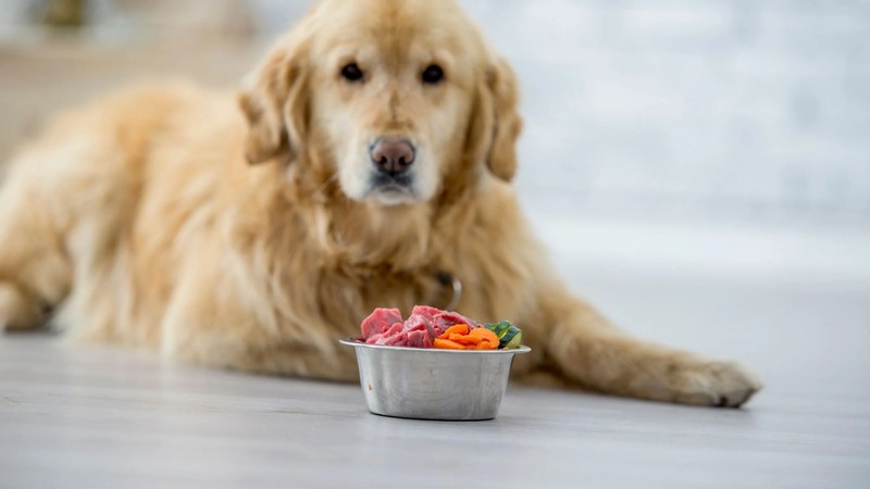 What Are Vitamins and Minerals in Pet Food?
