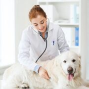 Vet-Home-Visit-for-Your-Dog