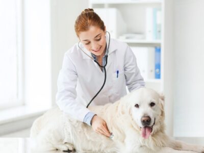 Vet-Home-Visit-for-Your-Dog