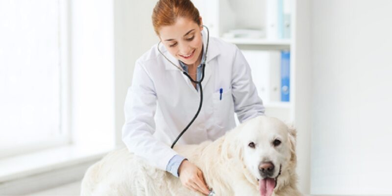 Vet-Home-Visit-for-Your-Dog