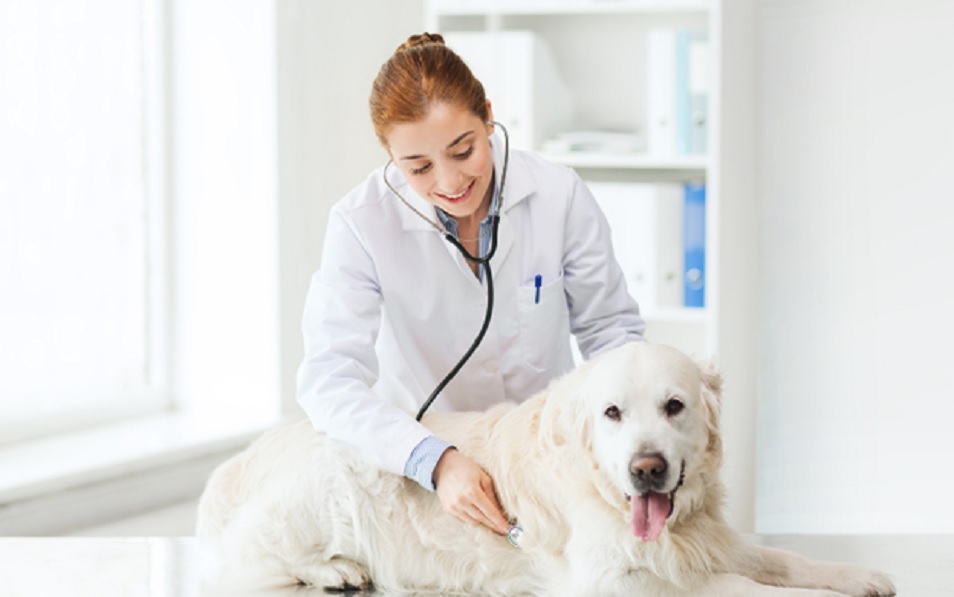 Vet-Home-Visit-for-Your-Dog
