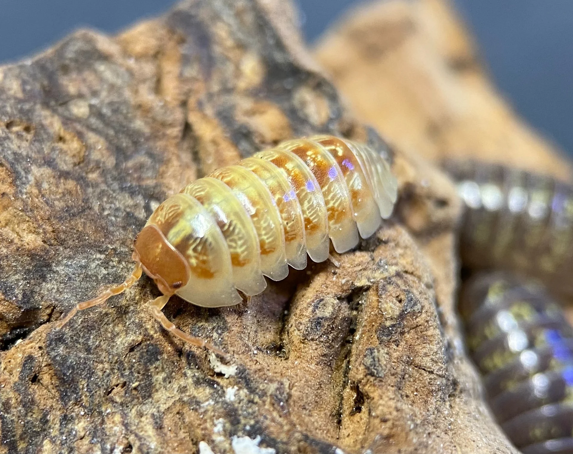 Isopod Insights: Figuring Out Why Species Updates Are Important for Fans