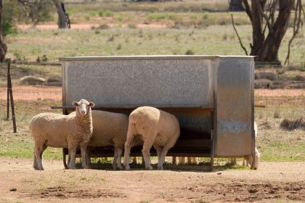 Feeding Sheep