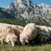 Feeding Sheep