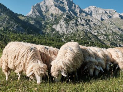 Feeding Sheep