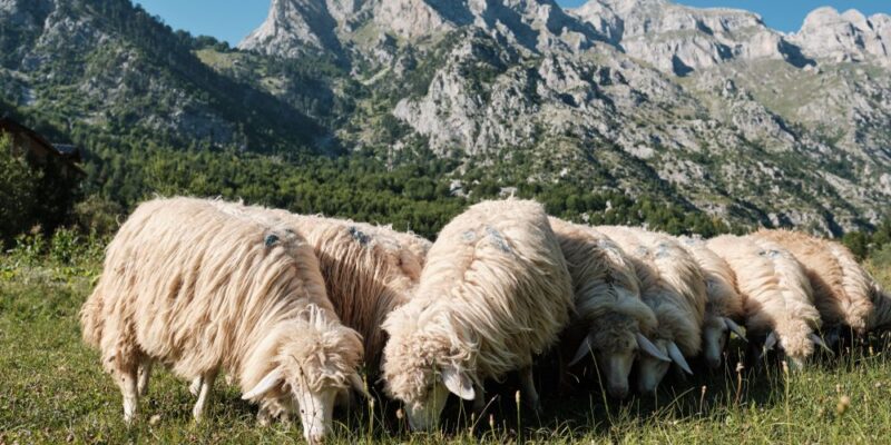 Feeding Sheep