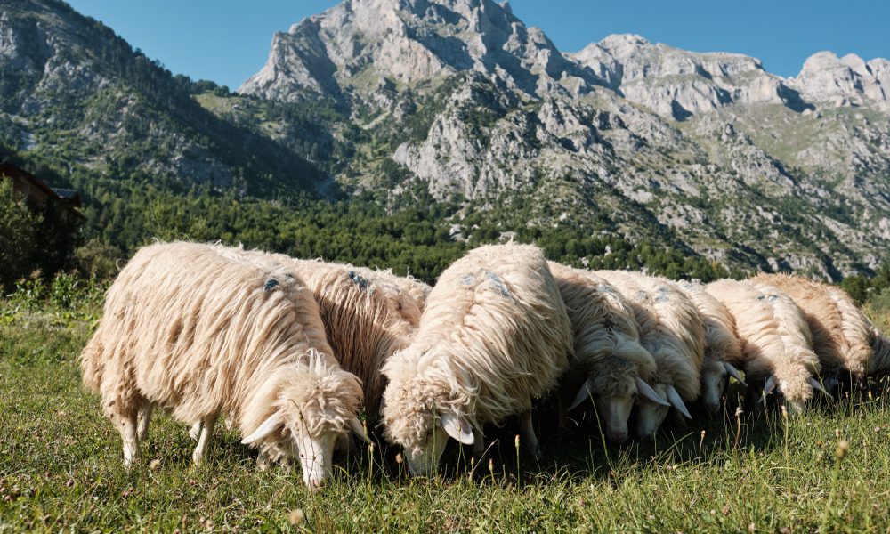 Feeding Sheep