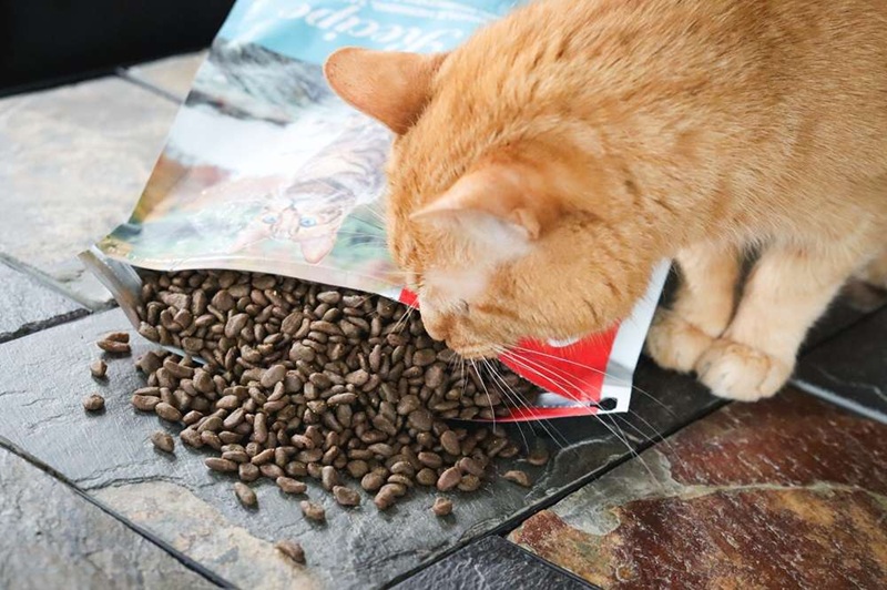 The Best Dry Cat Food for Indoor Cats: Top Picks for Health and Happiness