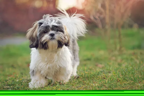 Shih Tzu puppy