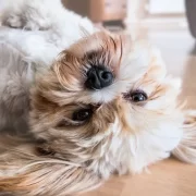 Shih Tzu puppy