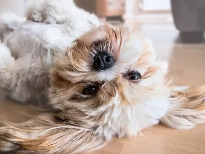 Shih Tzu puppy