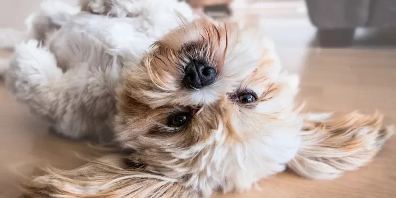 Shih Tzu puppy