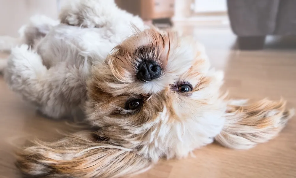 Shih Tzu puppy