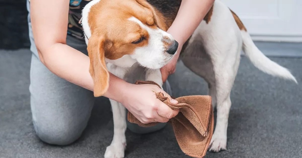Top Benefits of Using a Dog Paw Cleaner After Walks