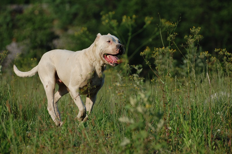 Are Dogo Argentinos Dangerous? Truth, Care Tips, and Training Guide