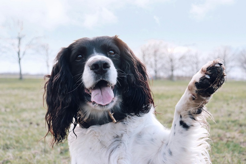 Understanding Your Dog’s Body Language: A Guide to Canine Communication
