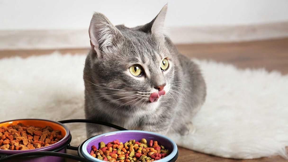 Which is the Best Choice Between Canned and Dry Cat Food