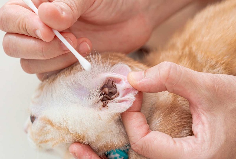 Cat Ear Mite Treatment: How to Spot, Treat, and Prevent Infestations at Home