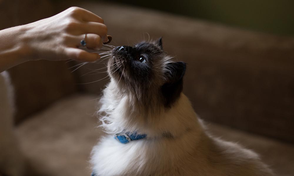 Is CBD Oil Legal for Cats in the UK? What Pet Owners Should Know