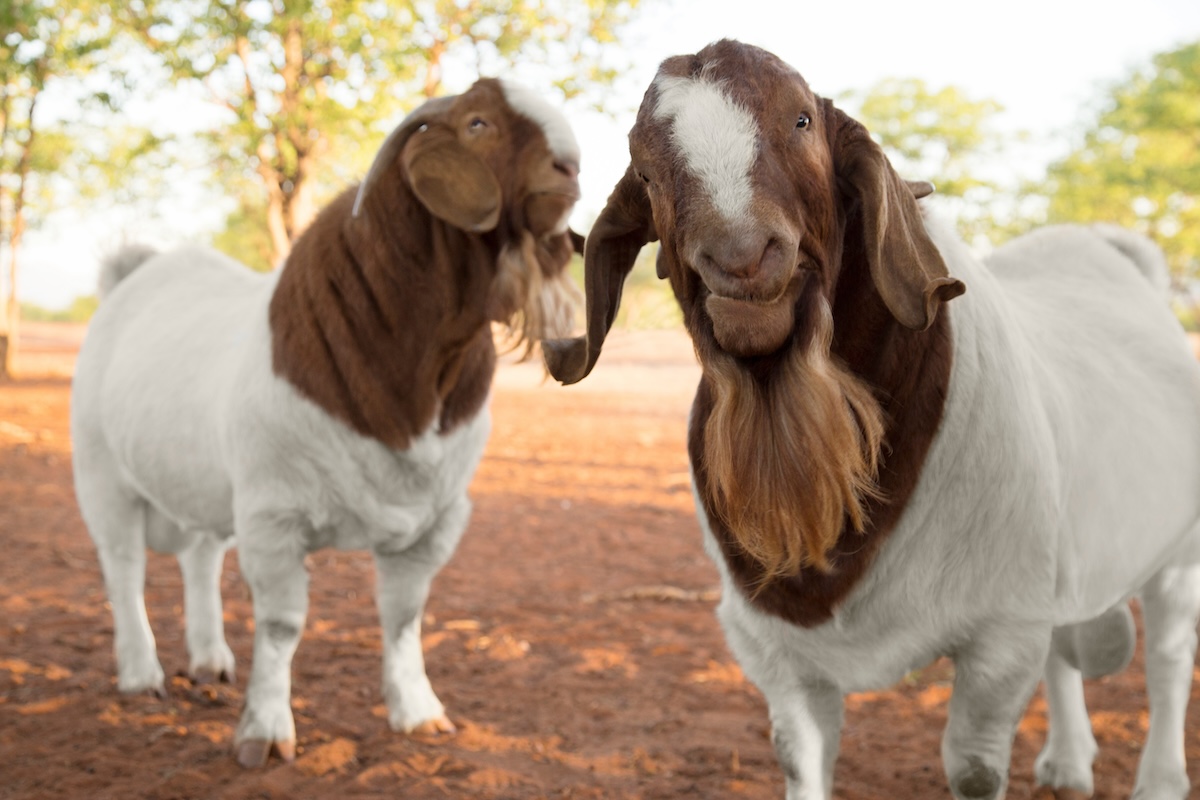 From Feed to Fertility: How Ellinger Boer Goats Breed Champions Through Smart Nutrition and Genetics
