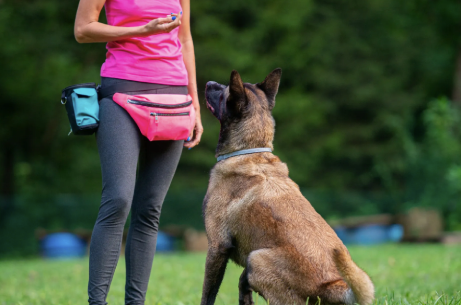 Transforming Behaviour and Building Bonds through Dog Training in Pakenham