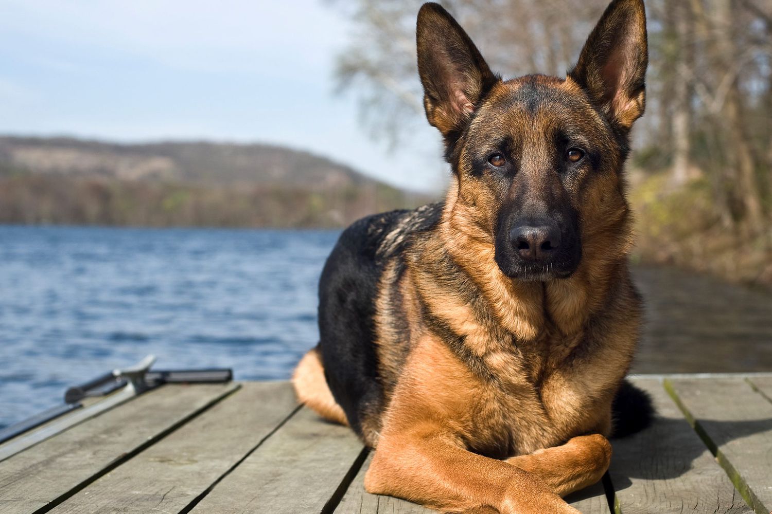Families Trust German Shepherds as the Ultimate Protection Dogs