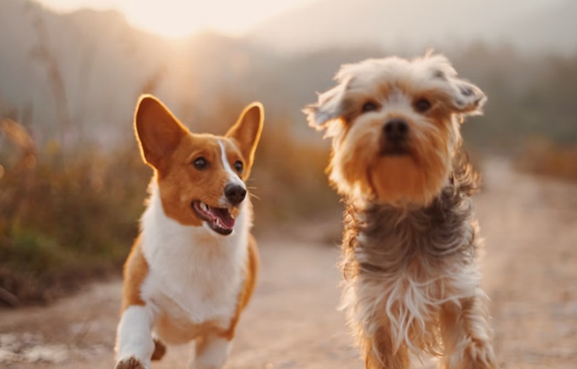 Loyal Companions: How to Look for the Best Service Dogs for Sale