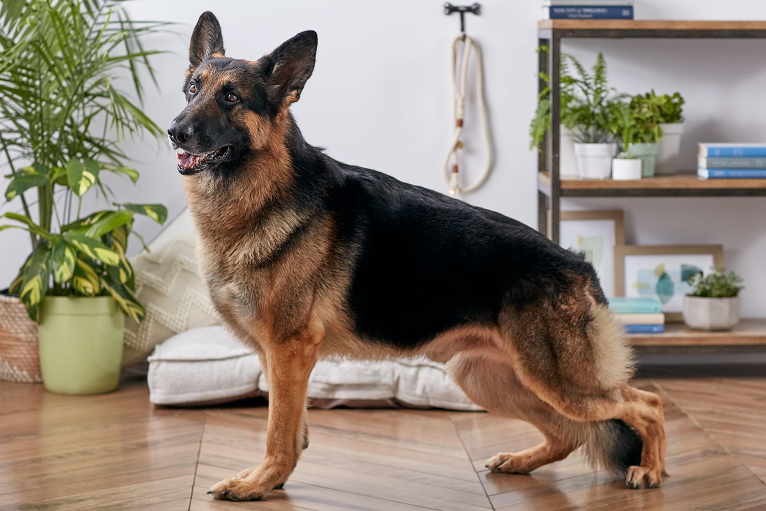 DDR German Shepherd, the ultimate family companion dog