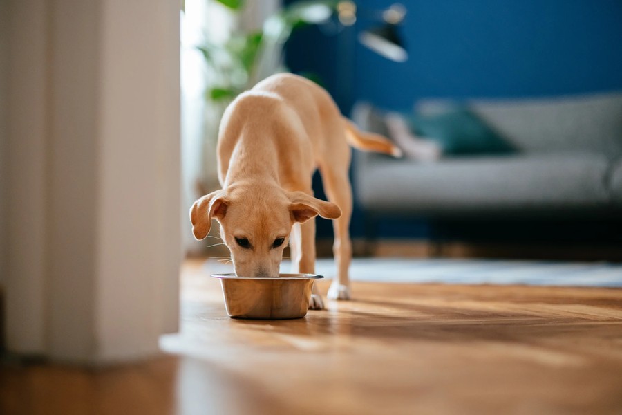 Glucosamine for Dogs: The Ultimate Guide to Joint Health Support