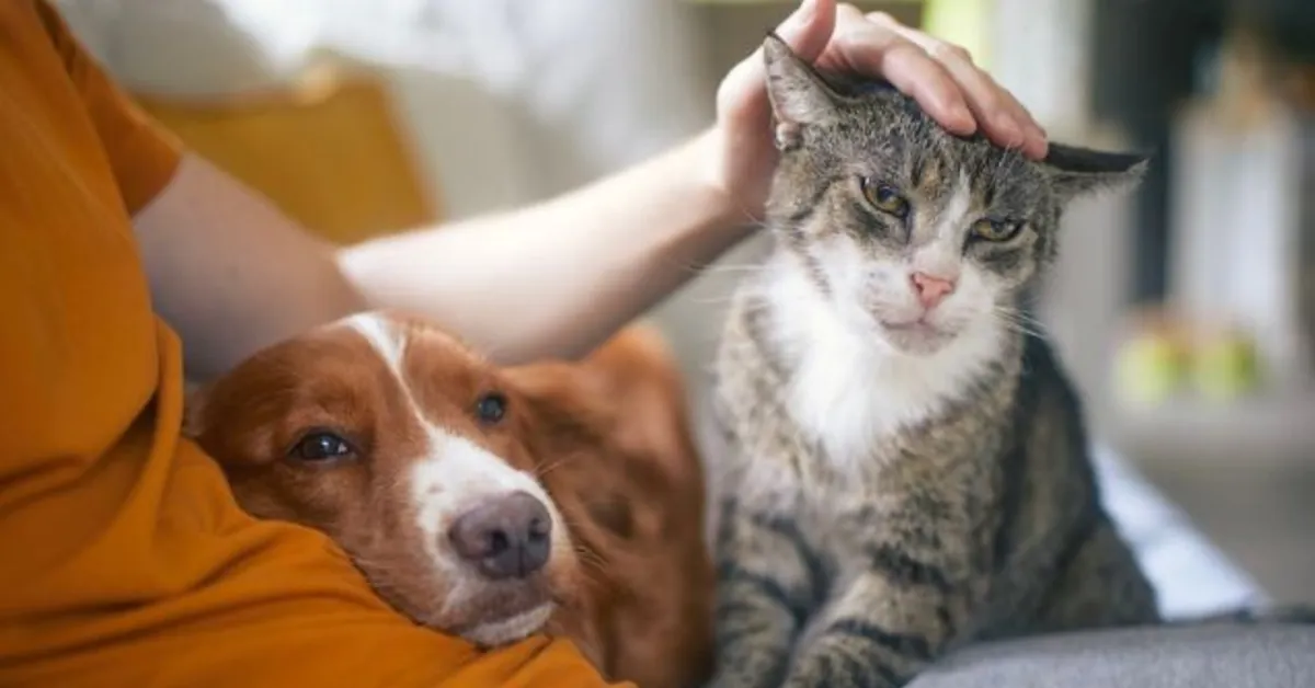 Essential Answers to Everyday Pet Worries: A Guide for Dog and Cat Parents