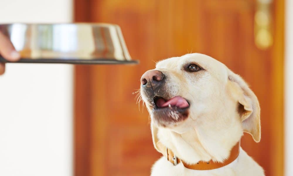 Sensitive Stomach Weight Gainer for Dogs Launched Nationwide