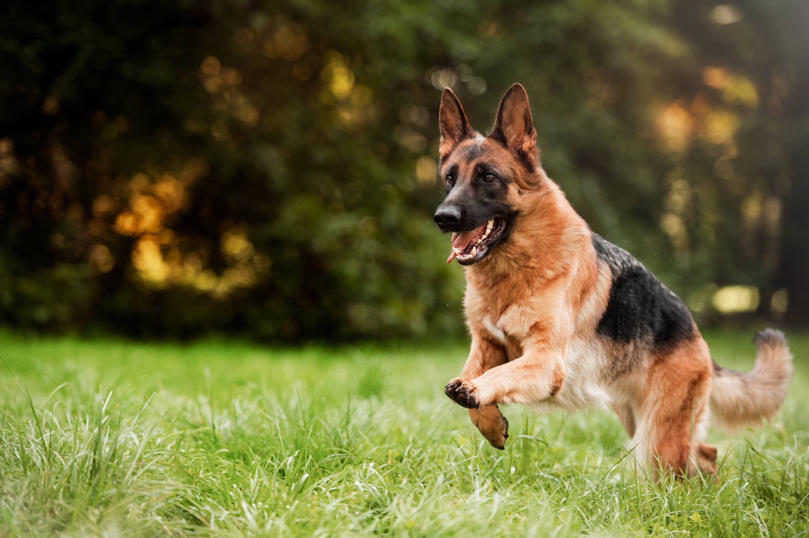 Why Buying a Trained German Shepherd is a Smart Choice