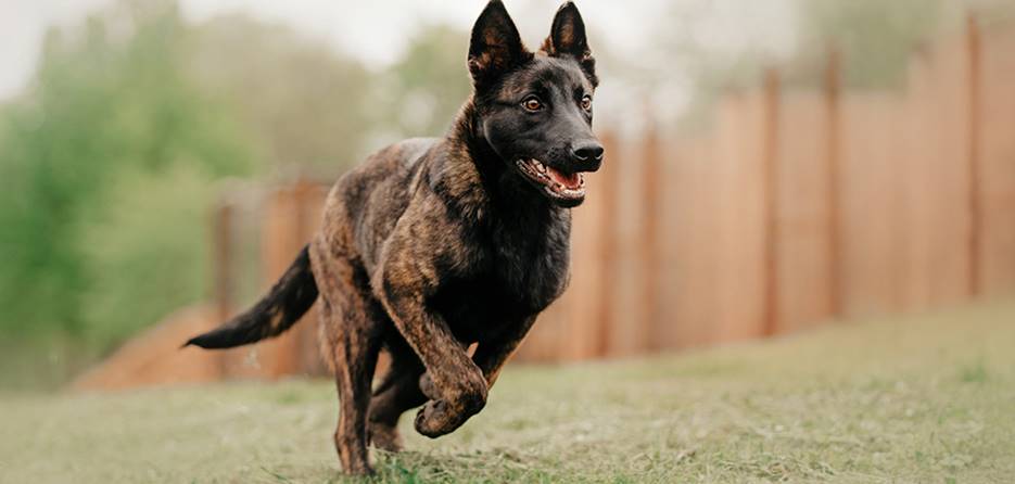 Top Police Dog Breeds and Their Roles in Law Enforcement