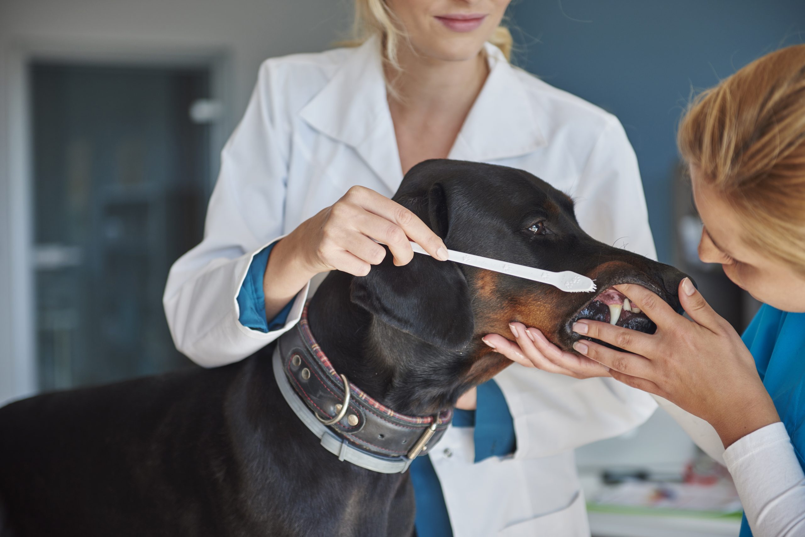 4 Best Dog Dental Care Products to Keep Your Pet’s Teeth Clean