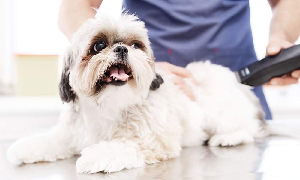 Premium Pet Care in Portugal Made Simple with Loja Animais