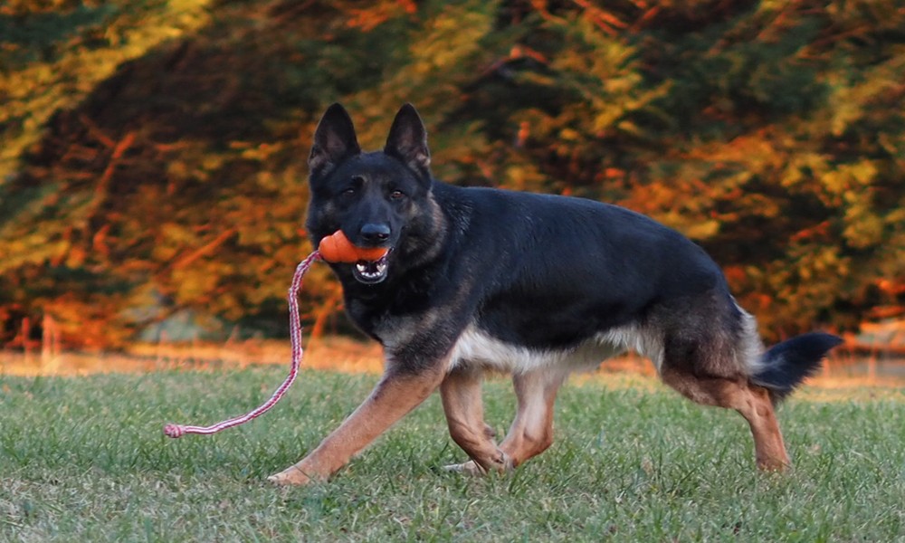 Raising and Training a German Shepherd Puppy: The Complete Guide for New Owners