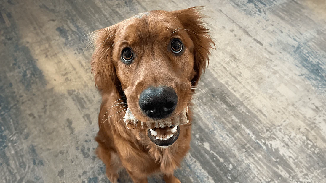 How Often Should You Give Your Dog Treats Without Overfeeding?