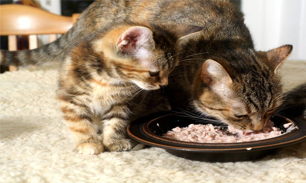 Strong Immune Support Connections Highlighting Importance Of Nutritional Feeding During Kitten hood Stages