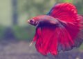 Betta Siamese Fighting Fish Care Sheet