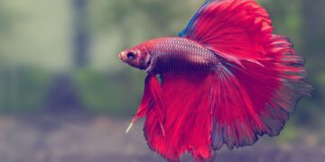 Betta Siamese Fighting Fish Care Sheet