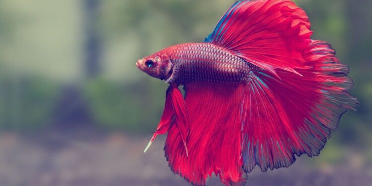 Betta Siamese Fighting Fish Care Sheet