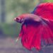 Betta Siamese Fighting Fish Care Sheet